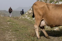 Au cul de la vache